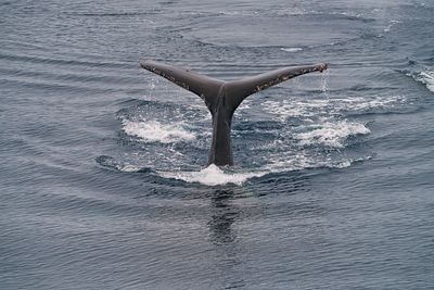 Whale 7458.jpg