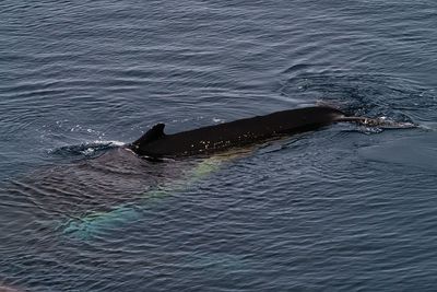 whale 7474.jpg