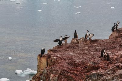 Antractic Shag 7395.jpg