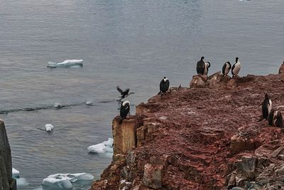 birds 7433.jpg
