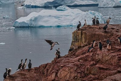 birds 7457.jpg