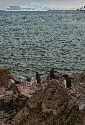 Penguins 6816.jpg