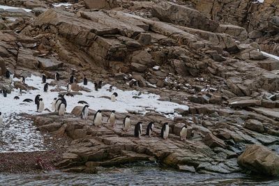 Penguins 6841.jpg