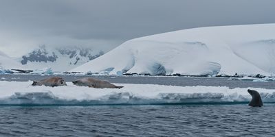 seals 7191.jpg