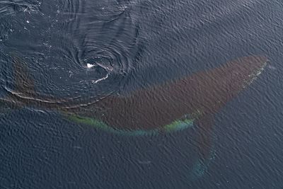 whale 7229.jpg
