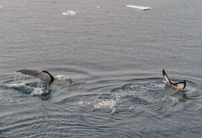 Whales 7255.jpg