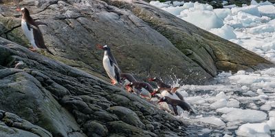 Penguins 7598.jpg