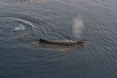 Whale 7242.jpg
