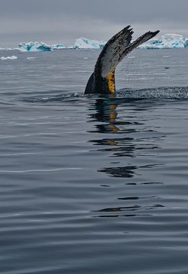 whale 7379.jpg