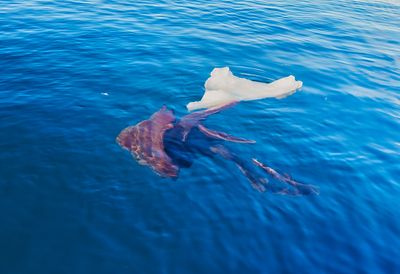 giant jellyfish 6257.jpg