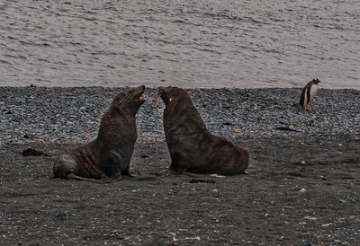 seals 5330.jpg