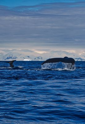whale 5687.jpg