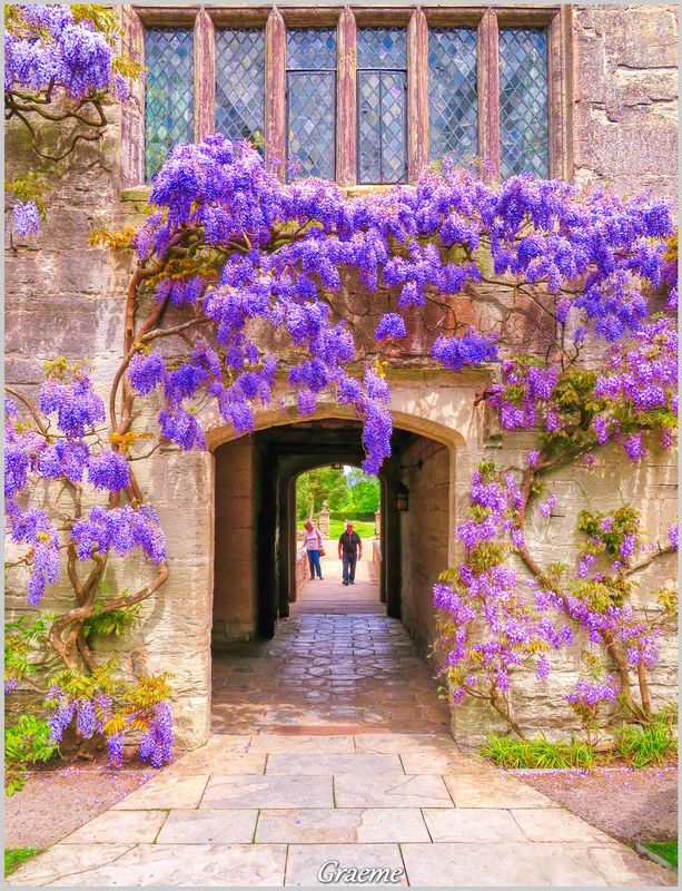 Wisteria