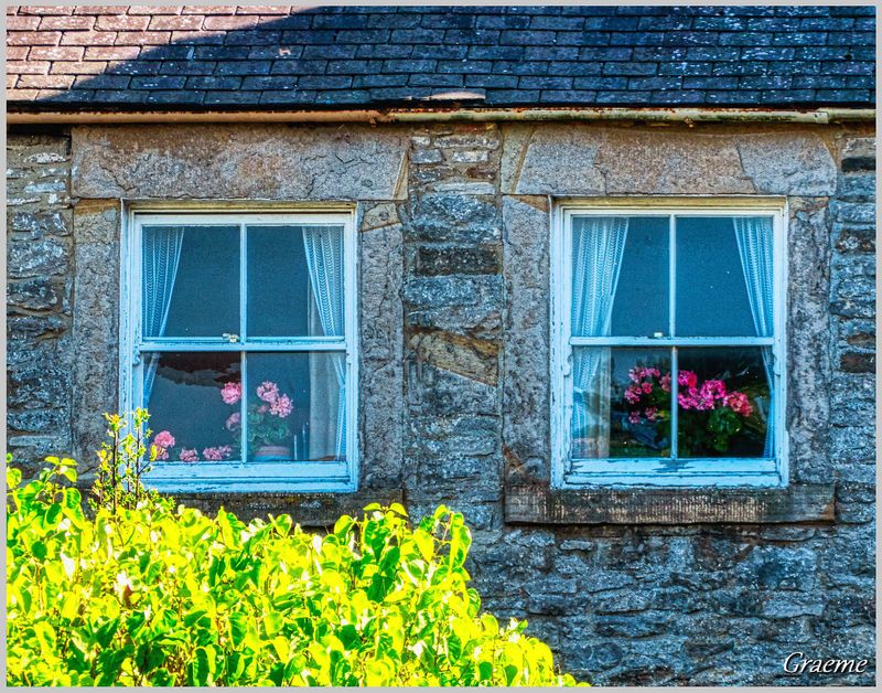 Window Flowers