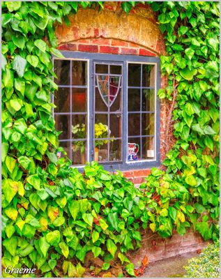 An Ivy Framed Window