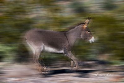 A running wild donkey