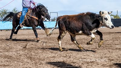 A steer running during a roping event