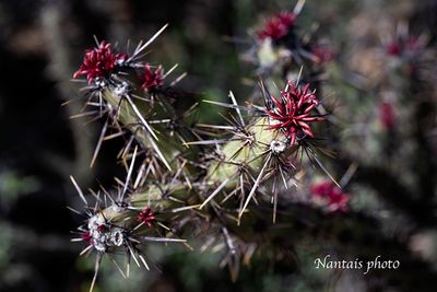 Arizona cactus new flowers growth
