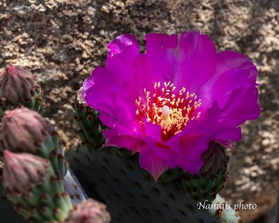 Some Arizona mauve cactus flower