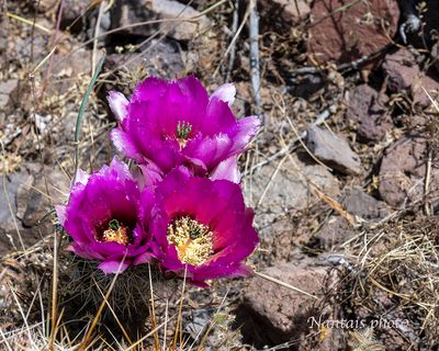 Beautiful Arizona purple cactus bloom