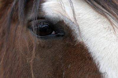 A horse eye closeup