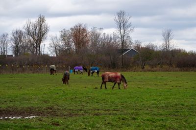 Covered horses in Watertown, NY