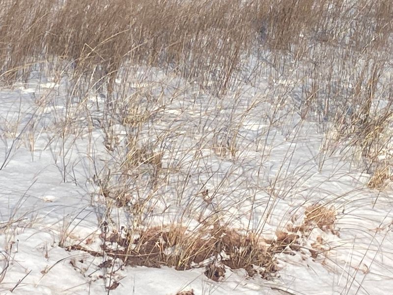 Wild grass splendour 