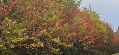 Nature,s prettiest colours 