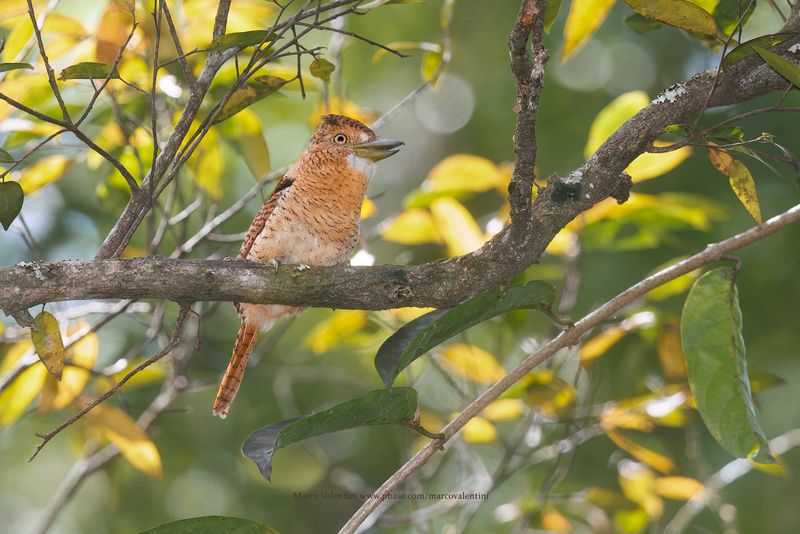 Barred Puffbird - Nystalus radiatus