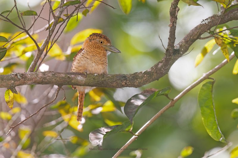 Barred Puffbird - Nystalus radiatus