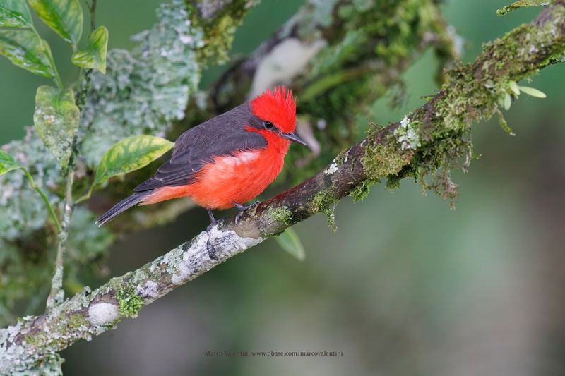 Vermilion Flycatcher - Pyrocephalus rubinus