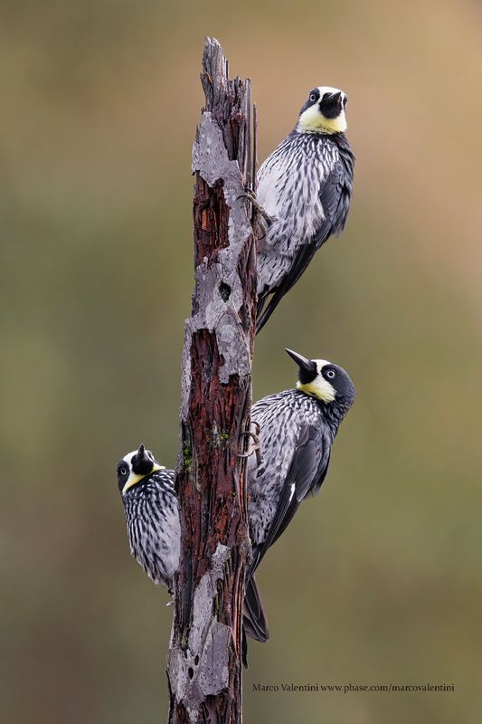 Acorn Woodpecker - Melanerpes formicivorus