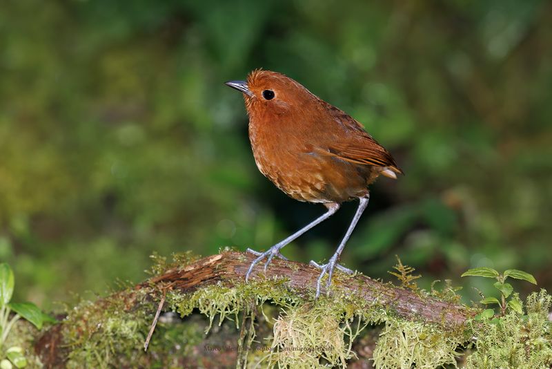 Chami Antpitta - Grallaria alvarezi