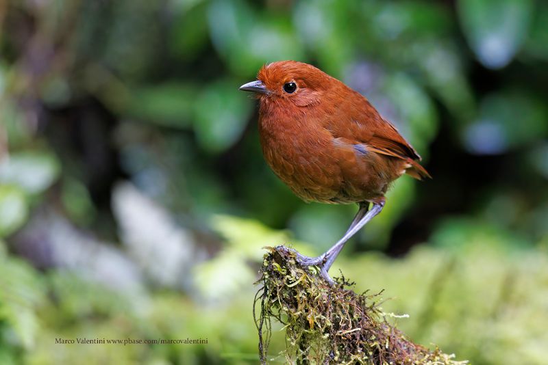 Chami Antpitta - Grallaria alvarezi