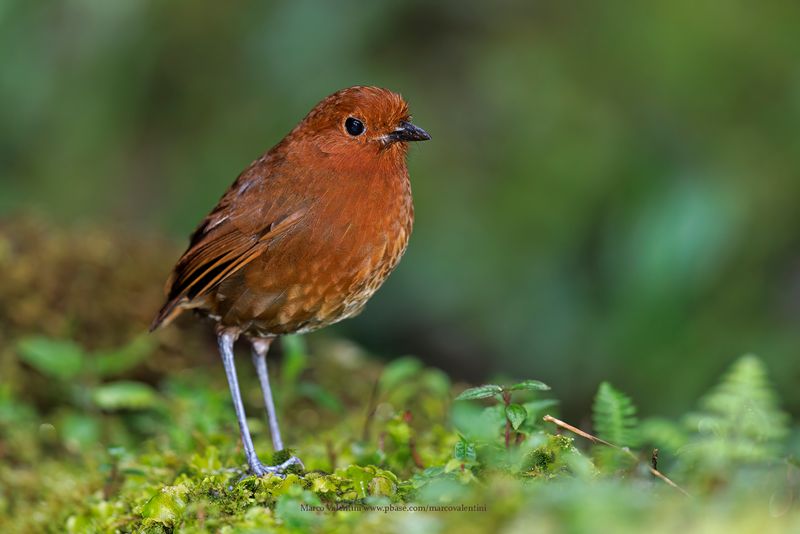 Chami Antpitta - Grallaria alvarezi