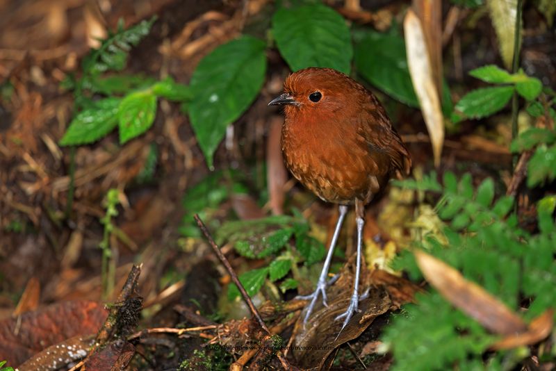 Chami Antpitta - Grallaria alvarezi