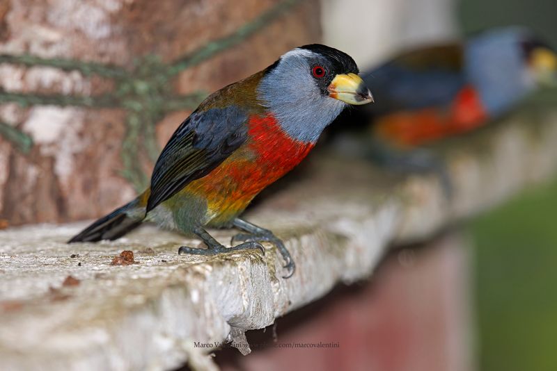 Toucan Barbet - Semnornis ramphastinus