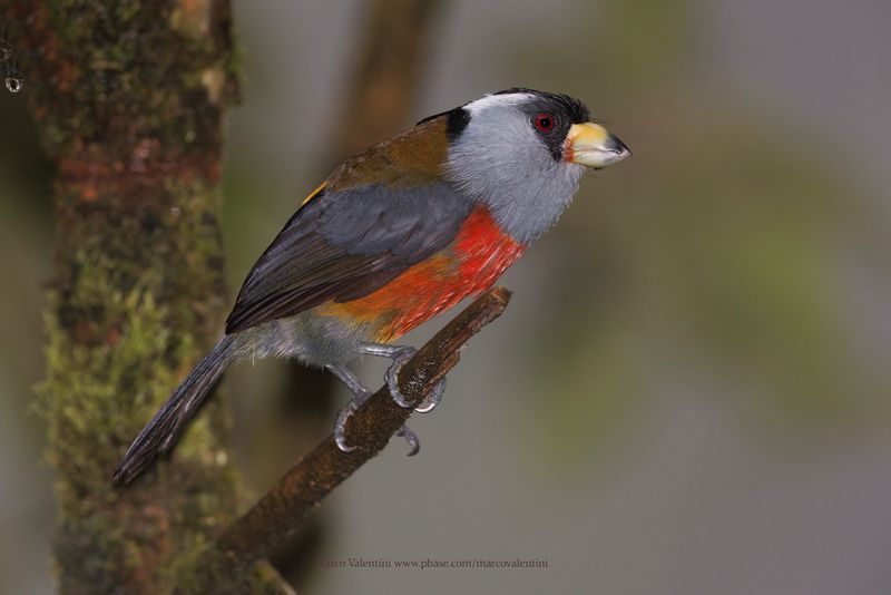 Toucan Barbet - Semnornis ramphastinus