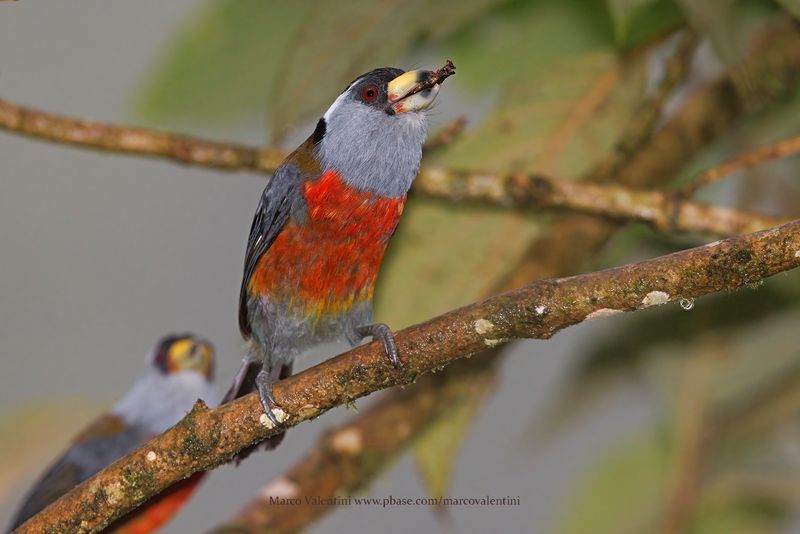 Toucan Barbet - Semnornis ramphastinus
