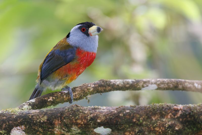 Toucan Barbet - Semnornis ramphastinus