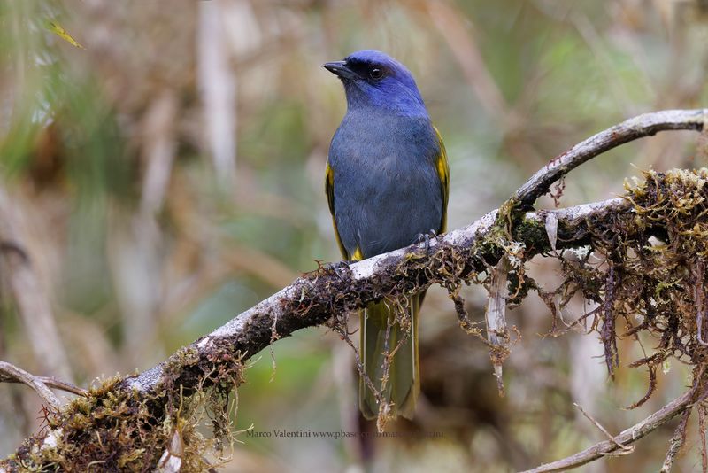 Blue-capped tanager - Sporathraupis cyanocephala