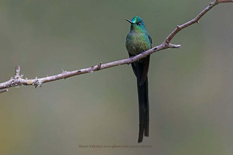 Long-tailed Sylph - Aglaiocercus kingii