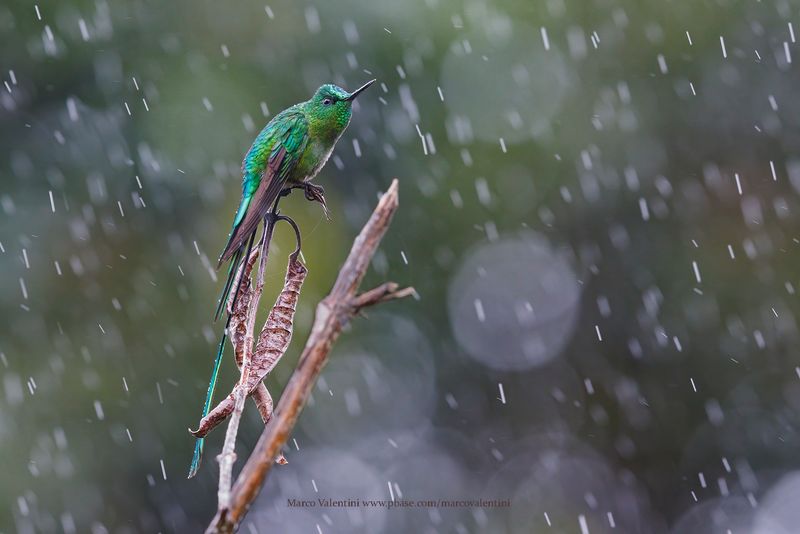 Long-tailed Sylph - Aglaiocercus kingii