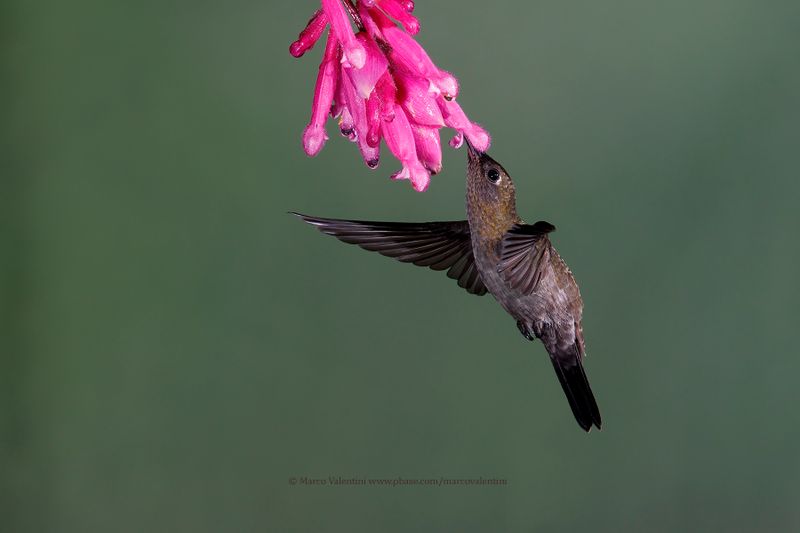Sombre Hummingbird - Aphantochroa_cirrochloris