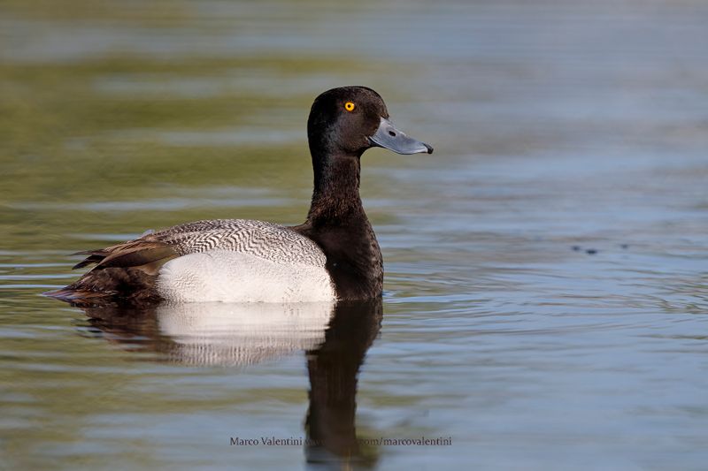 Greater Scaup - Aythya marila