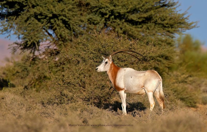 Scimitar-horned Oryx - Oryx dammah