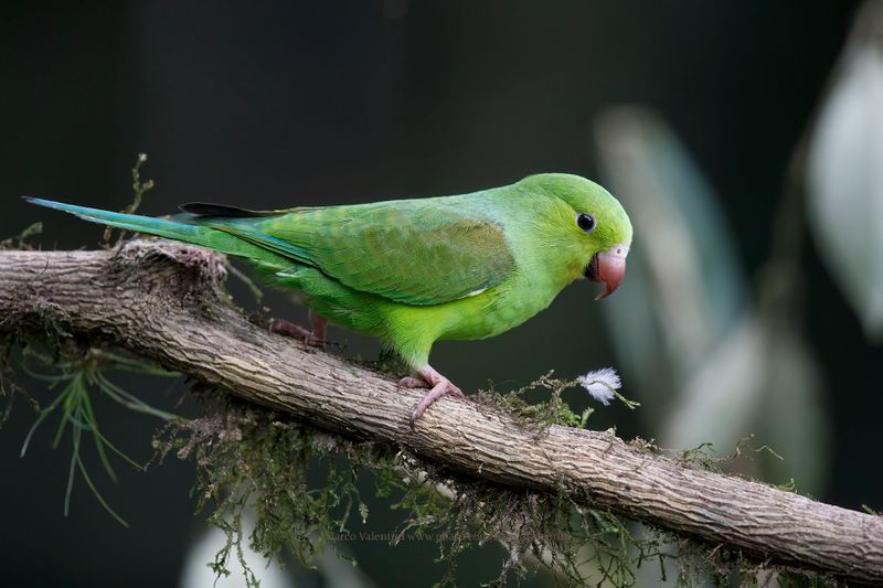 Plain Parakeet- Brotogeris tirica