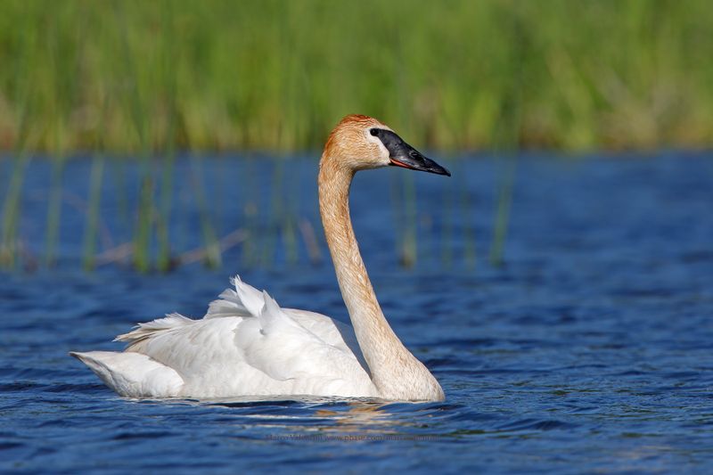 Trumpeter Swan - Cygnus buccinator