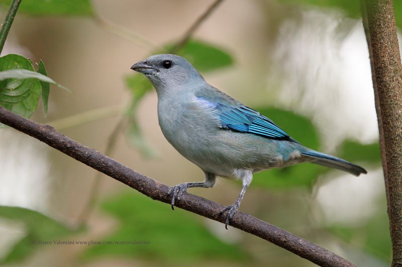 Azure-shouldered Tanager - Thraupis cyanoptera