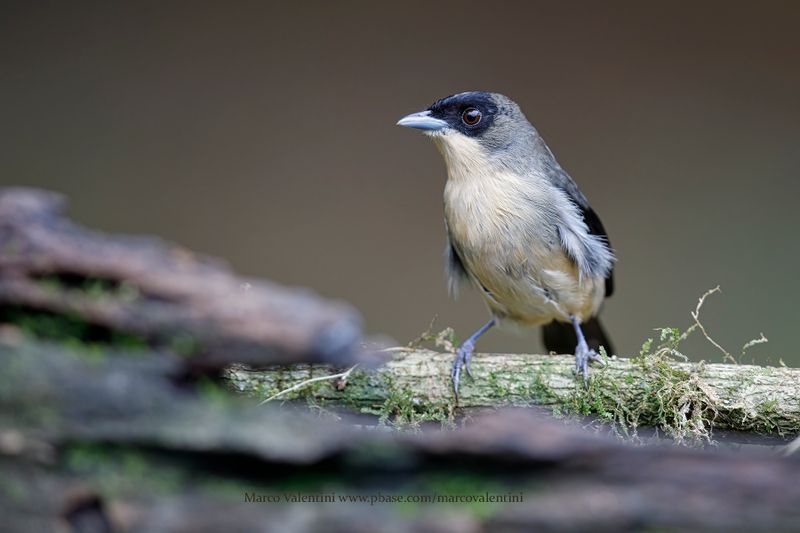 Black-goggled Tanager - Trichothraupis melanopis